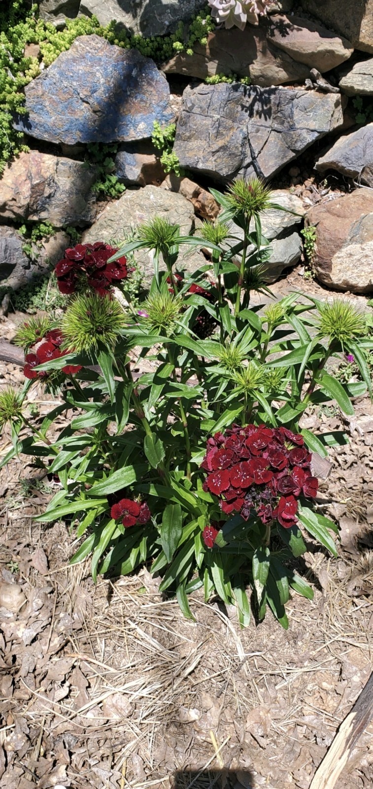 Dianthus Barbatus Sweet Black Cherry 30 seeds-2025 Harvest