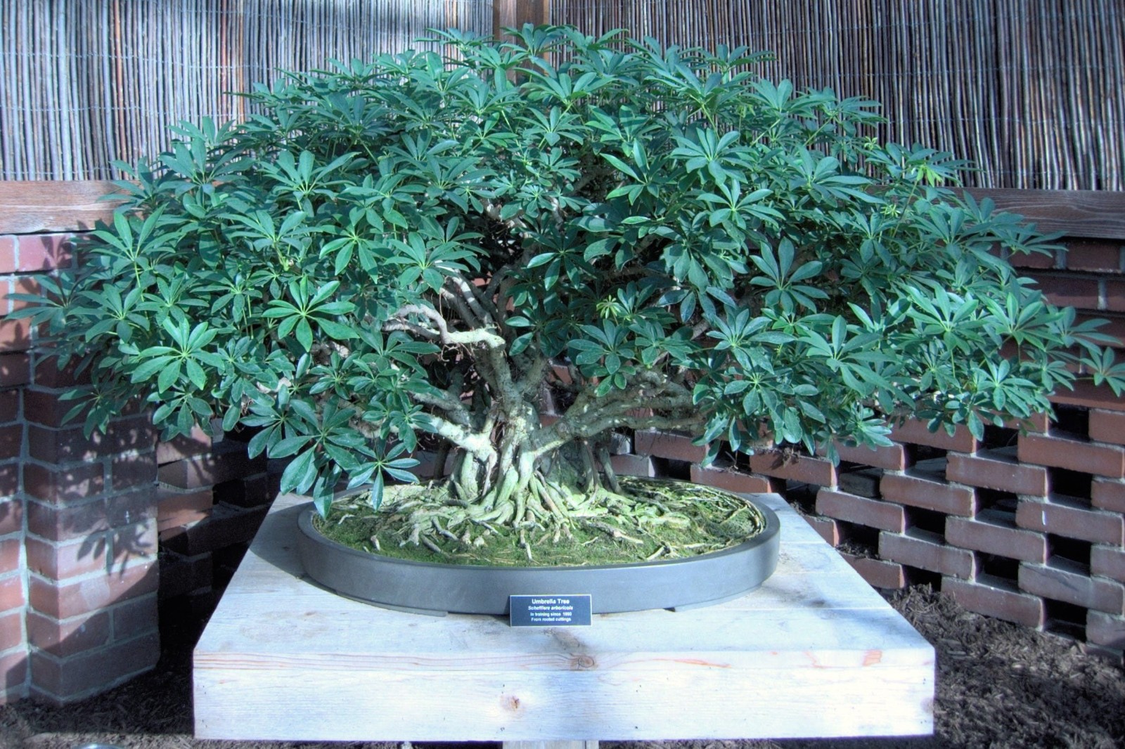 Umbrella Plant. Schefflera Arborcola 10 Seeds. Free Shipping!
