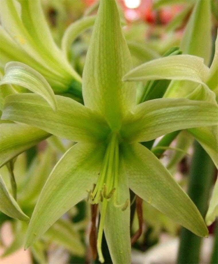 EVERGREEN Extra Large Amaryllis Bulb 30/32 centimeters – US Seller