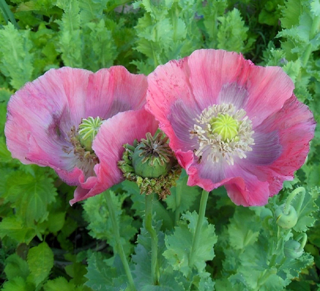 5,000+ Organic Hens and Chicks Papaever Somniferum Poppy Seeds For Planting
