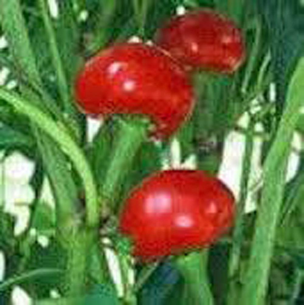 Pepper, Red Sweet Cherry seeds, Heirloom, NON-GMO, (20+seeds)