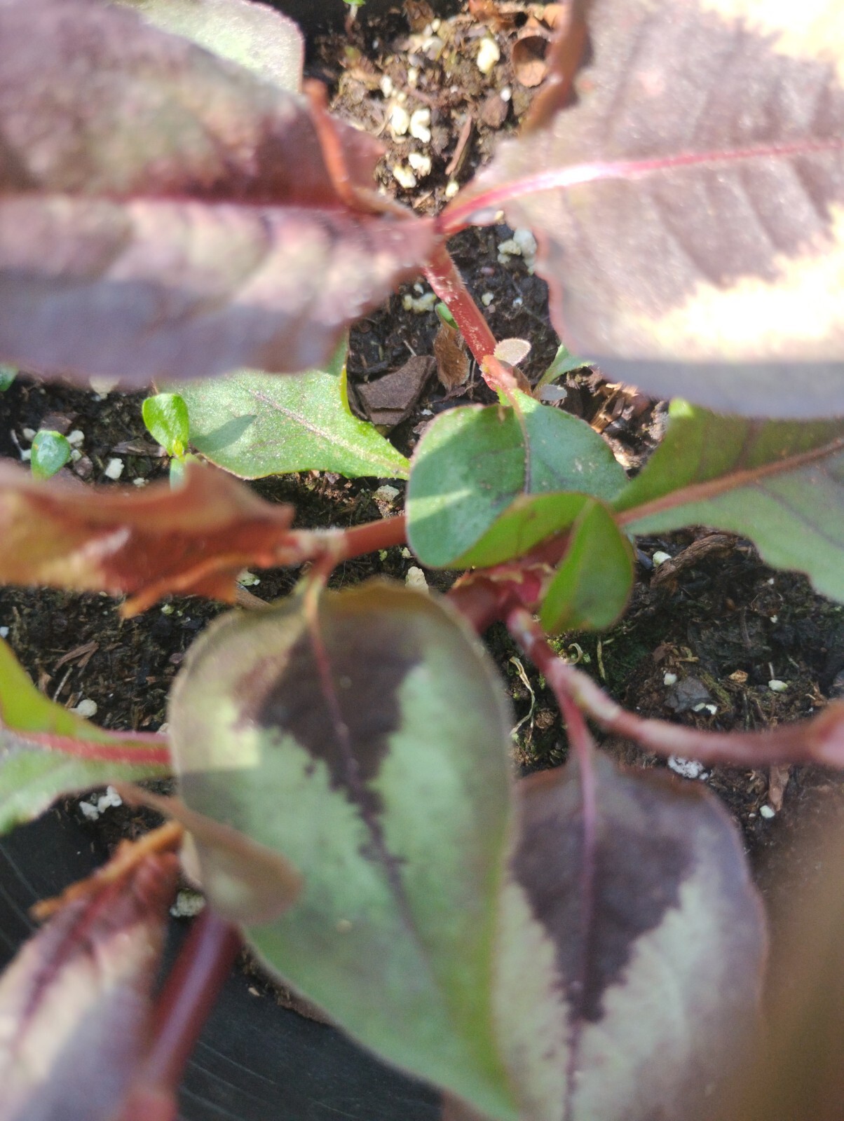 SET 2 UNIQUE. EVER-CHANGING COLORS! RED DRAGON PER. PRETTY EASIEST GROWER