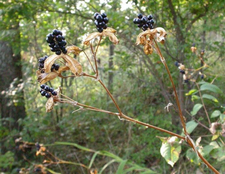2 Blackberry Lily (aka- Leopard lily)~live, shipped bare-root