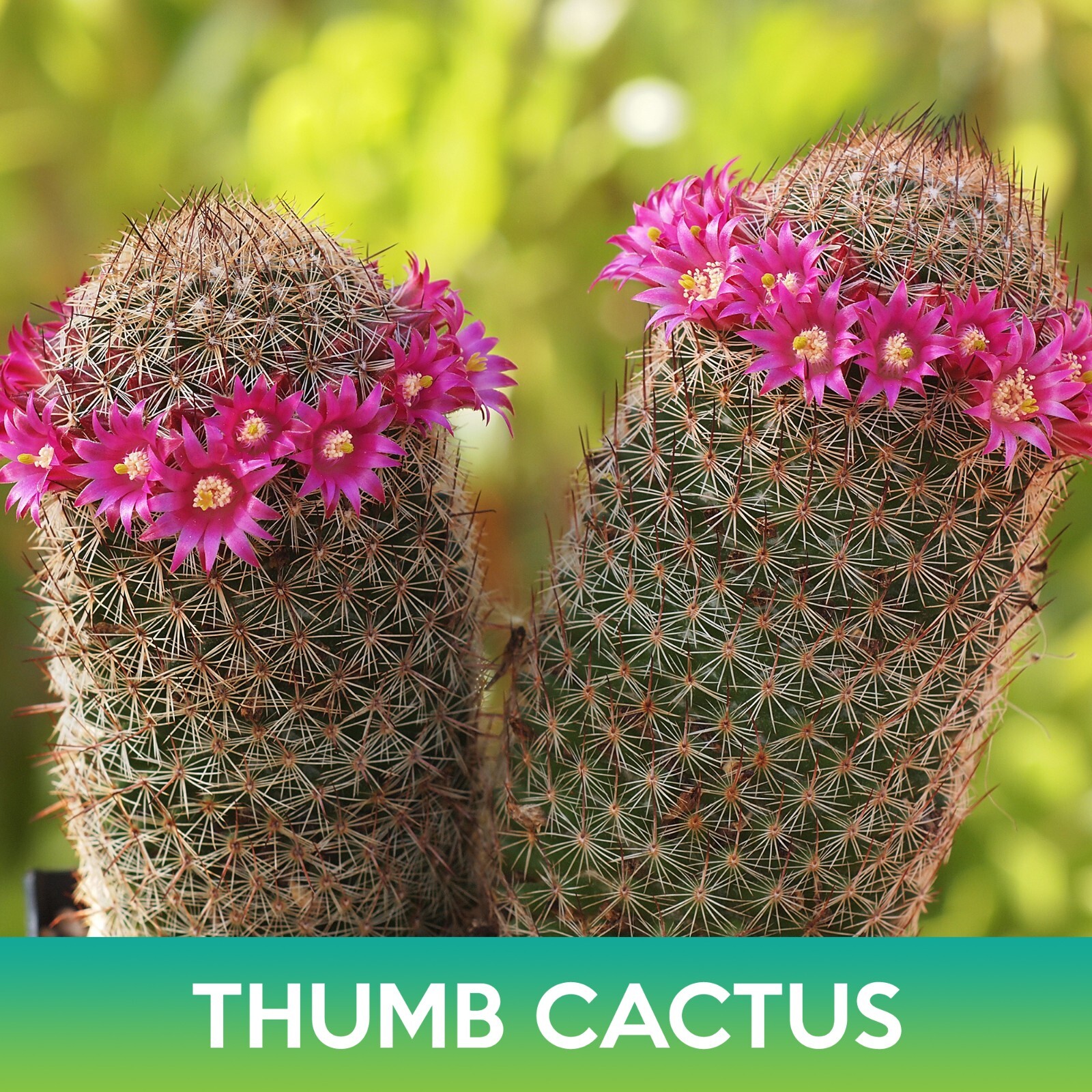 Thumb Cactus Seeds, Mammillaria matudae