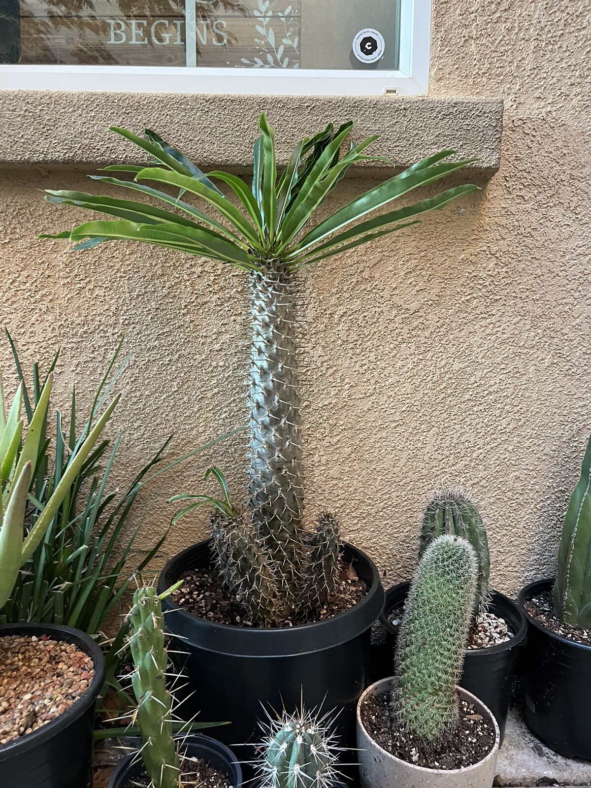 RARE MADAGASCAR PALM TREE Succulent Cacti Cactus Plant 5 Stems