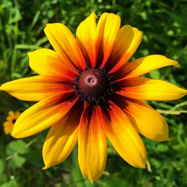 Gloriosa Daisy Flower Seeds | Rudbeckia Yellow Orange Perennial Flower Seed 2024