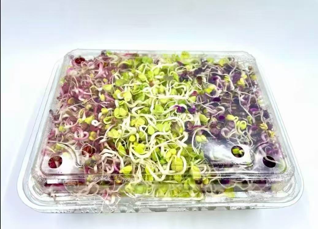Micro Vegetables Radish Sprout Seeds | White Red Green Mix | 1LB Hydroponic