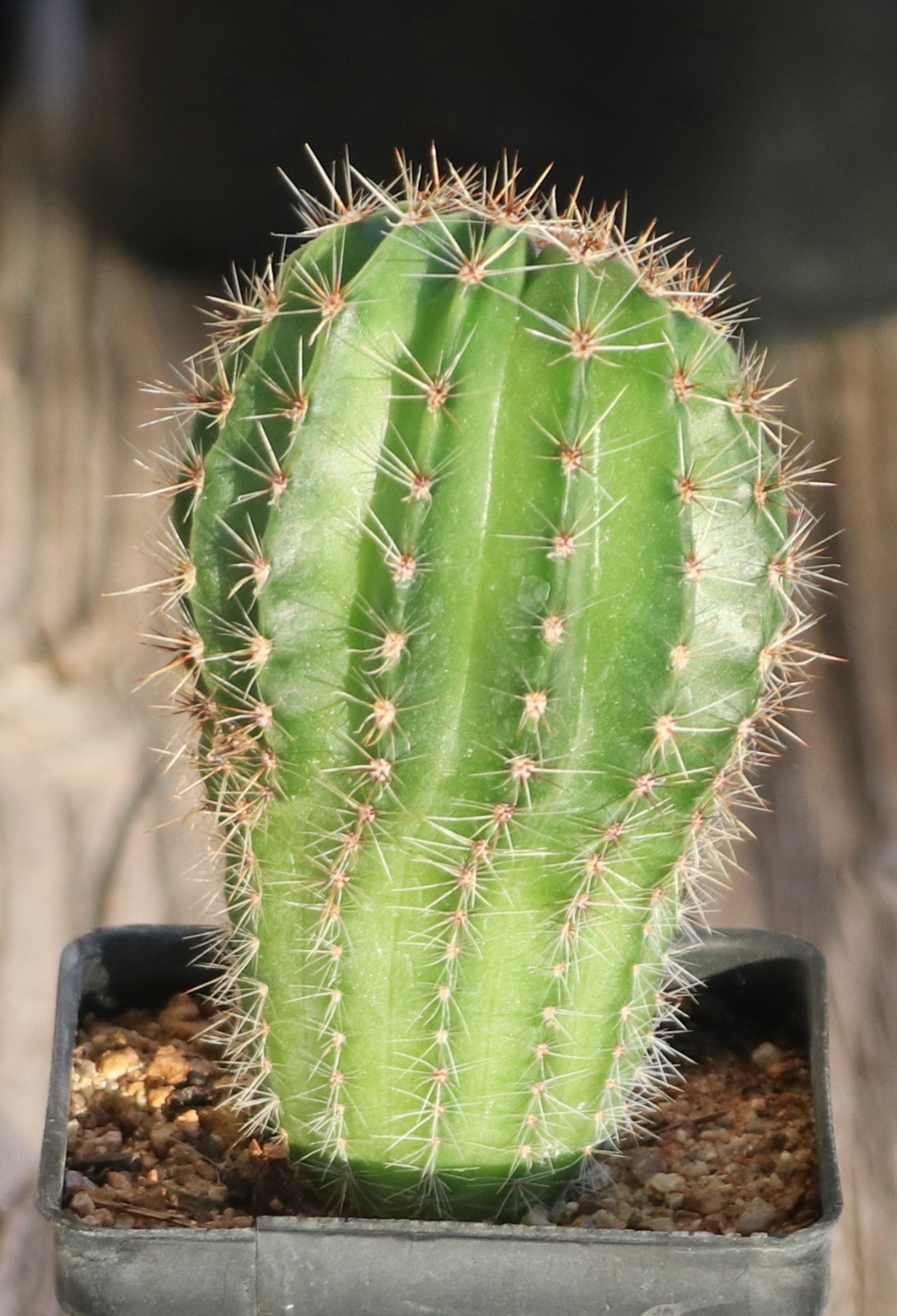 Echinopsis hybrid ‘Devon Cream’