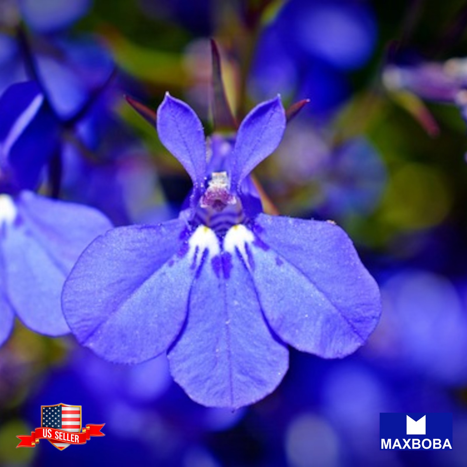 400 Lobelia Seeds Cambridge Blue Non-GMO BOGO 50% OFF