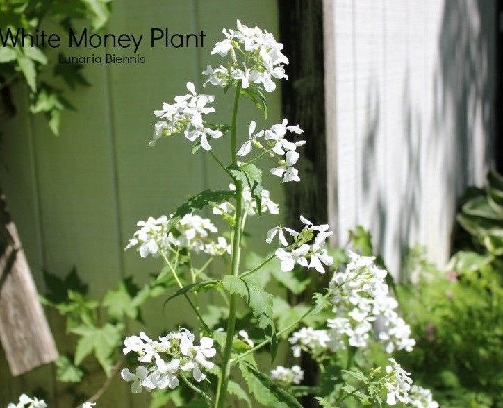 50+MONEY PLANT Flower Seeds Native Wildflower Ornamental Garden Container Easy