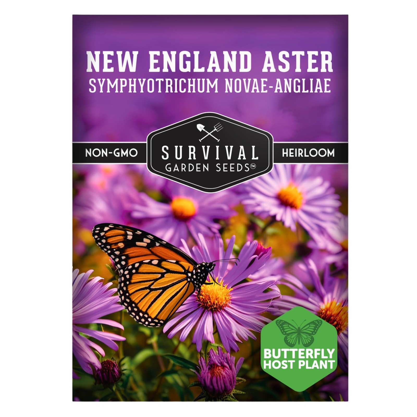New England Aster Seeds for Planting | Native Purple Perennial Wildflower | B…