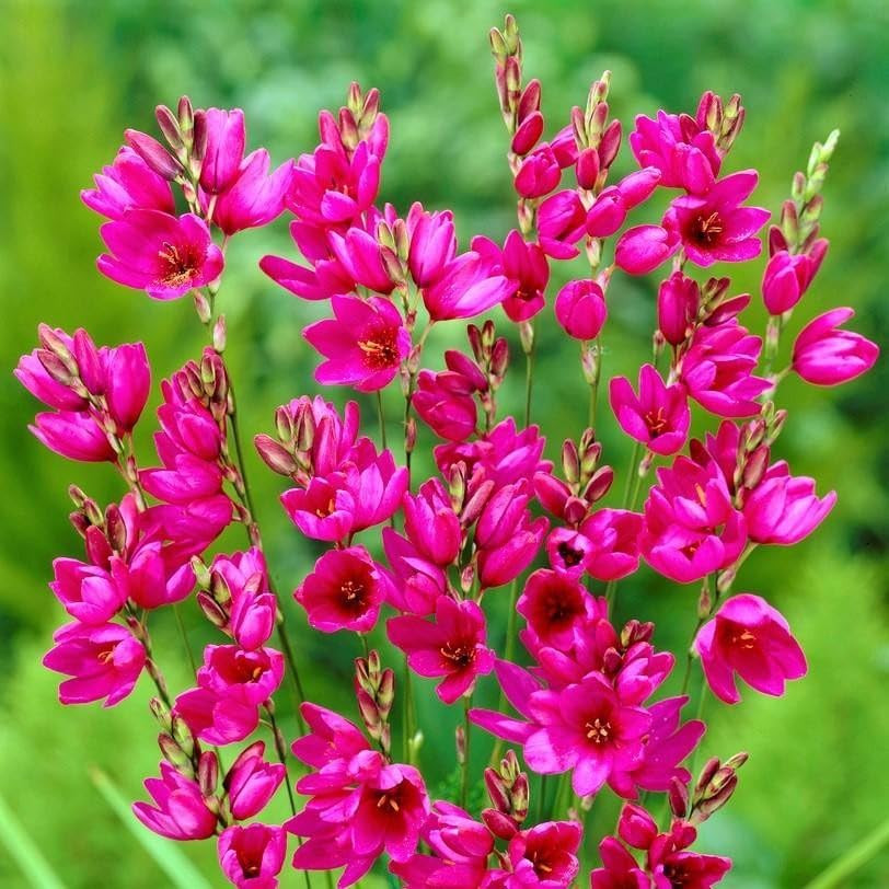 Ixia Venus Bulbs – Hardy Perennial, Long Lasting, Fragrant Blooms for Spring …