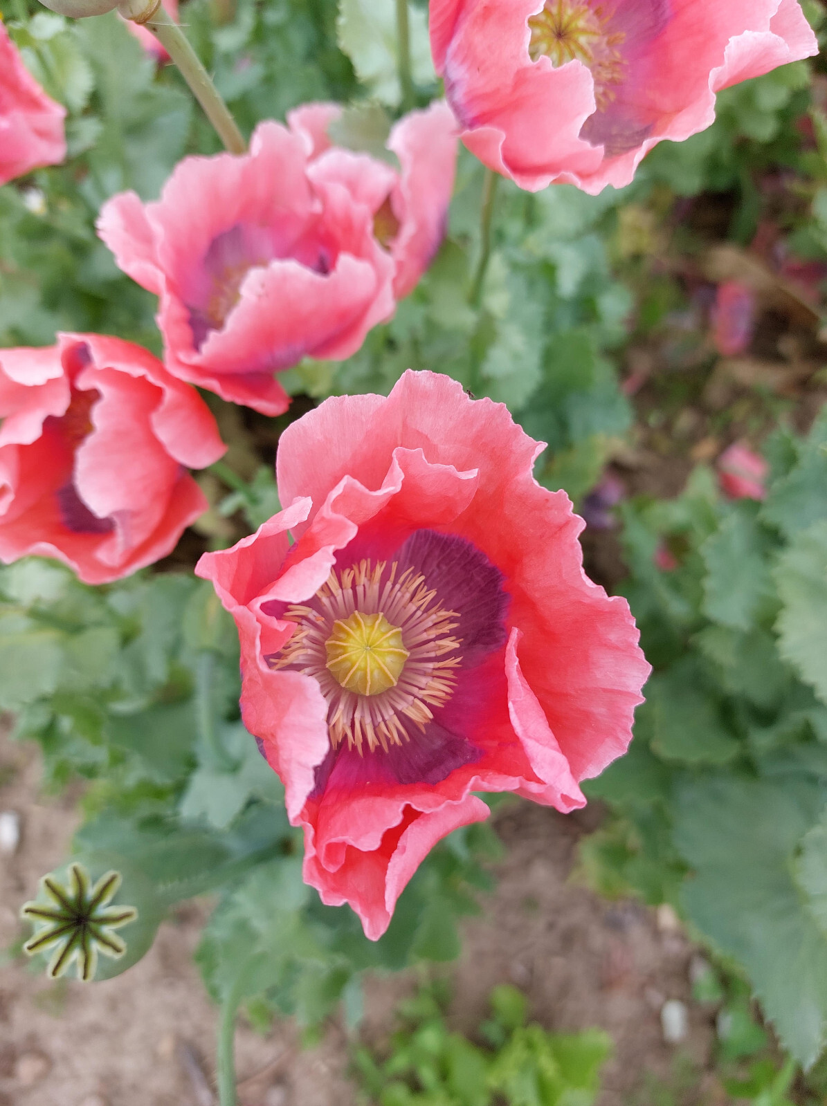 1,000 The Giant – Giganteum P. Somniferum Poppy Seeds -HUGE Pink&Purple Blooms!