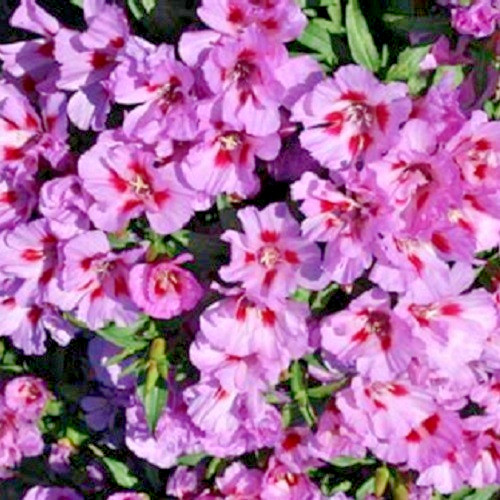 Lilac Godetia (Clarkia amoena) Satin Flowers Fresh Heirloom Seeds Non-GMO