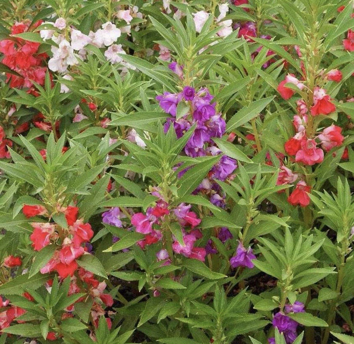 50+ SEEDS Balsam Camelia DOUBLE Flowered Mix, Impatiens Balsamina, Touch Me Not