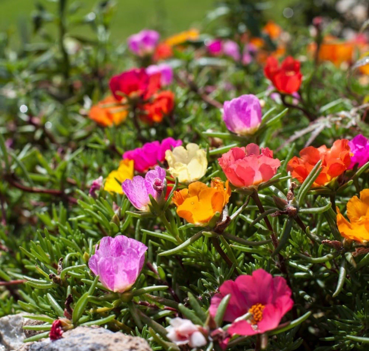 4 PACKS OF 10000 MIXED MOSS ROSE SEEDS PORTULACA GRANDIFLORA MIX FAST SHIPPING