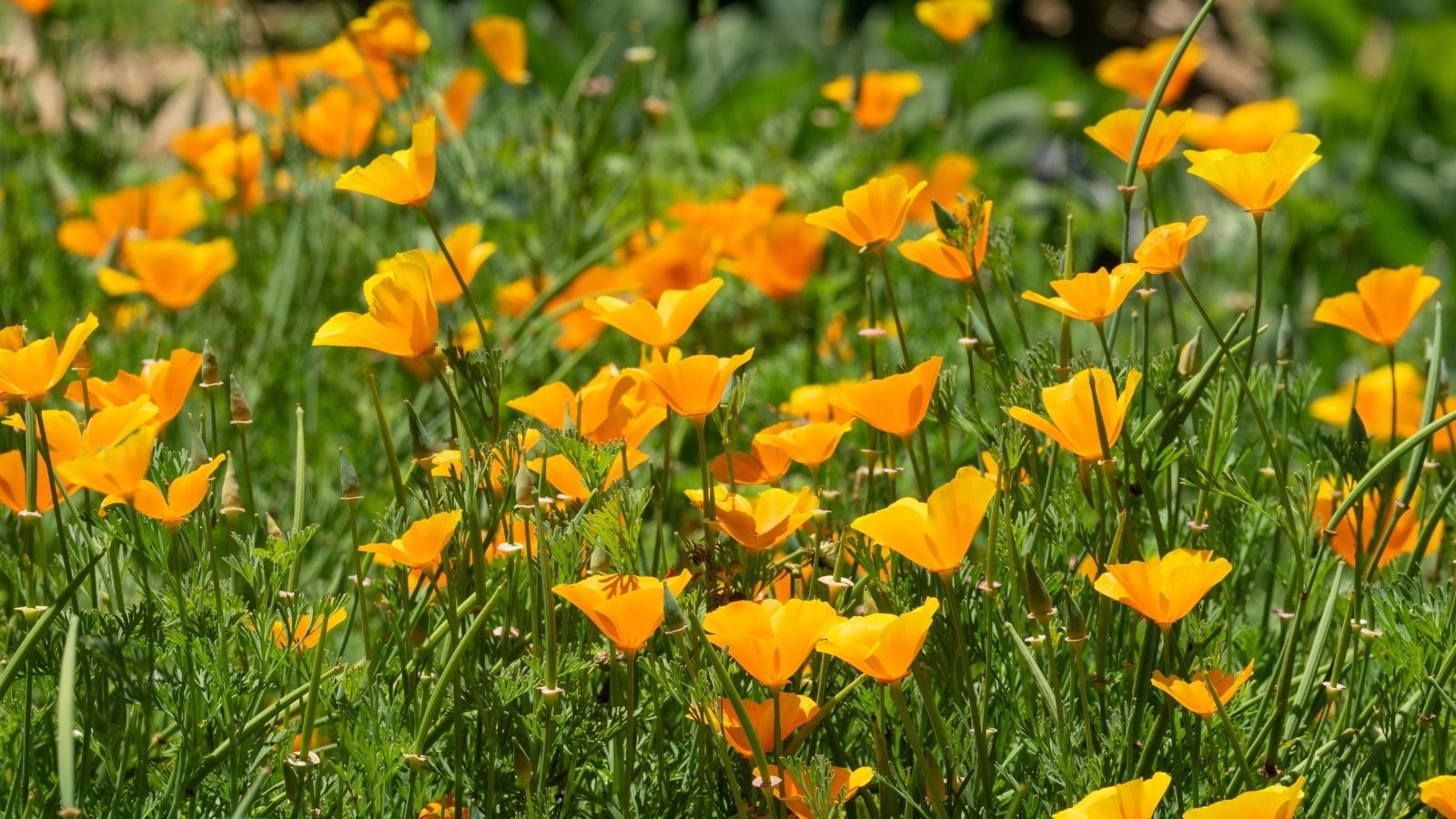 Bulk California Poppy Seeds Eschscholzia californica Stunning Orange Wildflower