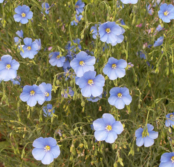 Landscaper’s DRY AREA BLEND Wildflower Mix w/Perennials Non-GMO 5000 Seeds!