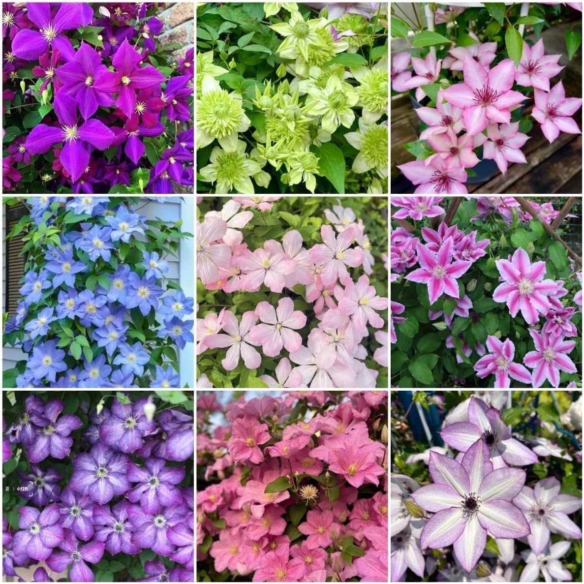 210 Clematis Seeds Mixed Colors Perennial Climbing Vine Flower Seeds for Plantin