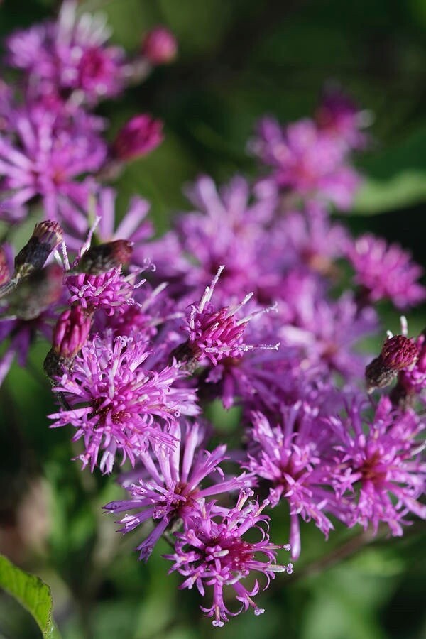 100 Purple Ironweed Seeds Vernonia noveboracensis New York Organic Non-GMO