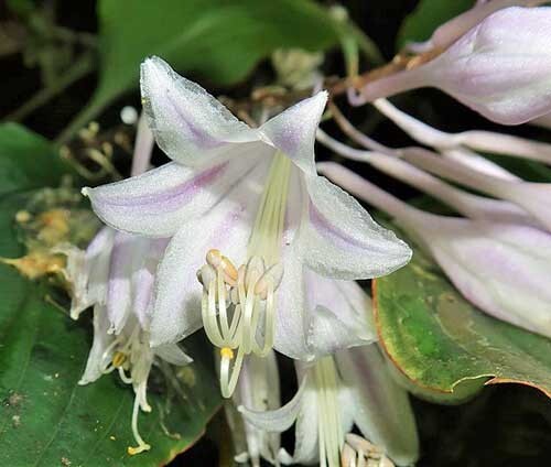 Hosta longipes var. longipes | Amagi Rock Hosta | 10 Seeds