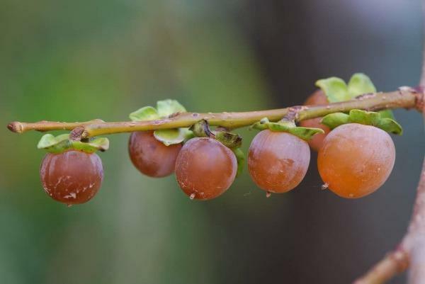 Diospyros lotus | Date-Plum | Caucasian or Lilac Persimmon | 20 Seeds