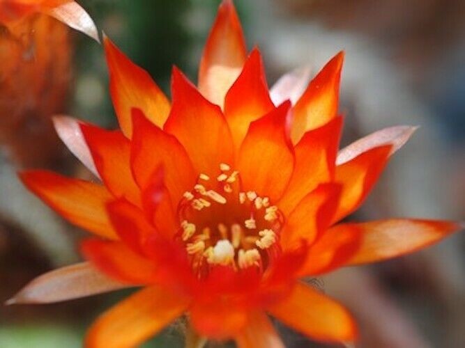 Chamaelobivia (Peanut Cactus) “Firecracka” Cactus Seeds (100 Seeds)