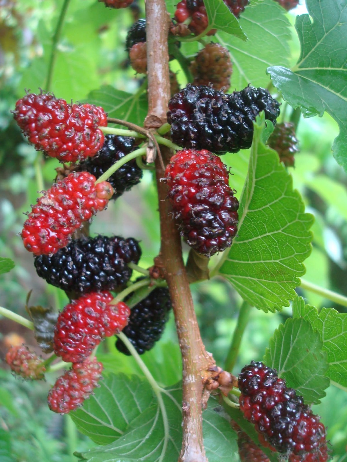 70+ Mulberry Tree Seeds 2025 Fresh Seeds Non GMO Organic
