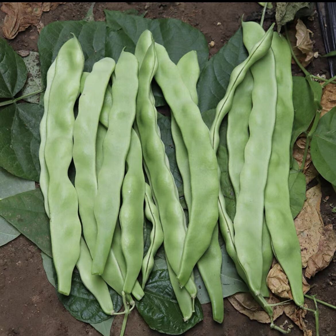 60Ct Bush Bean Seeds Vegetable Garden Heavy producer NON-GMO 60粒高产地豆王、无架白不老种子