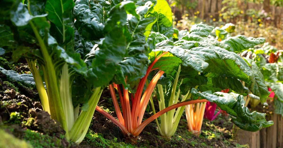 55 Organic Non-GMO Northern Lights Mix Swiss Chard Seeds- Seeds Of Tomorrow