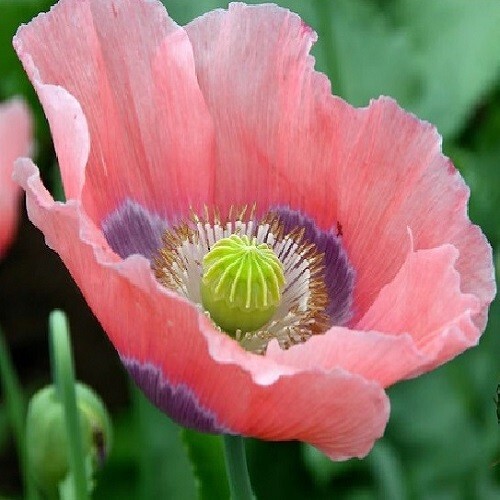 2,500+ Heirloom Giganteum Poppy seeds The Giant Rattle Worlds Largest Poppy USA