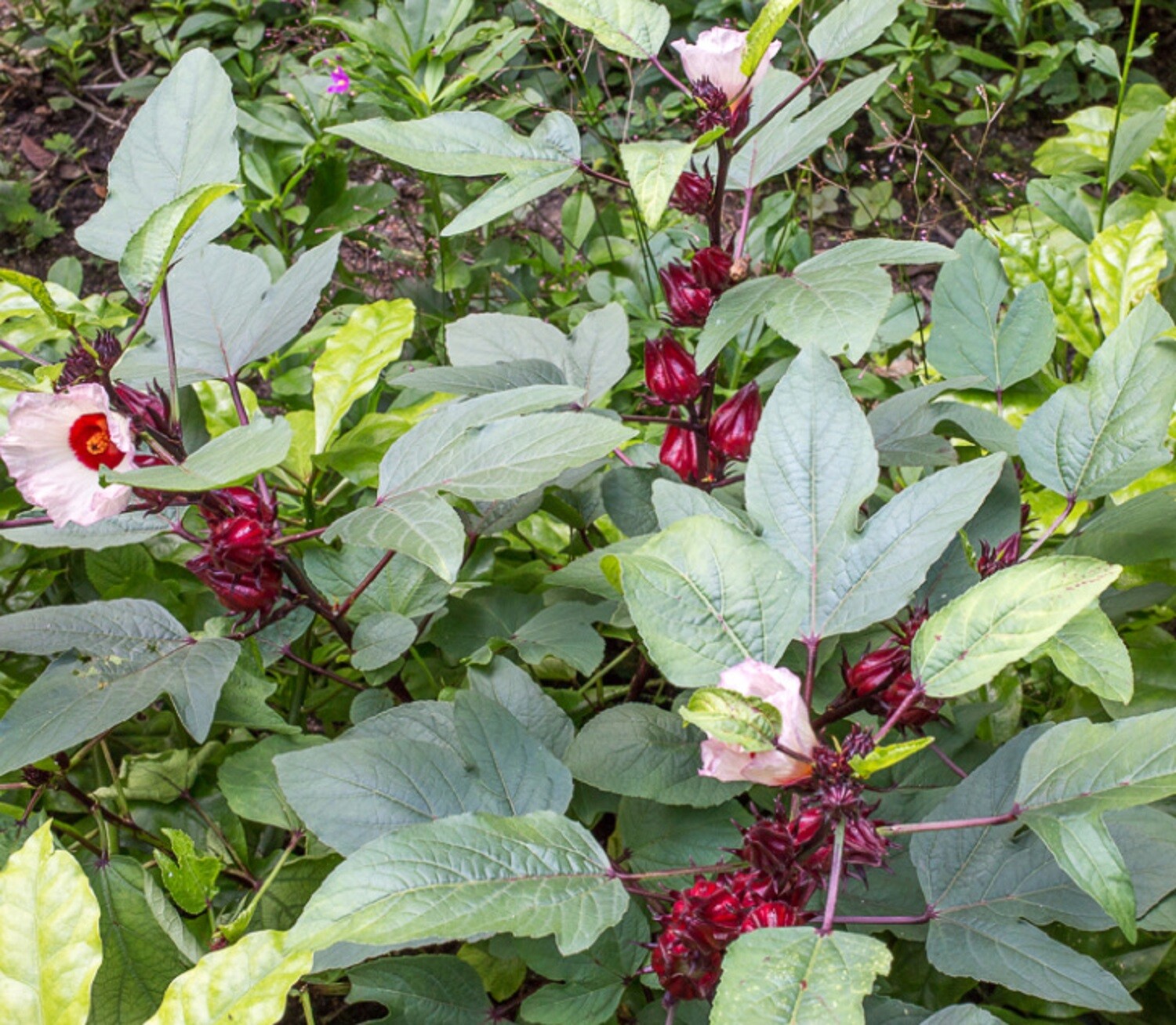 Roselle Seeds – Hibiscus sabdariffa – Red Jamaican Sorrel Florida Cranberry Herb