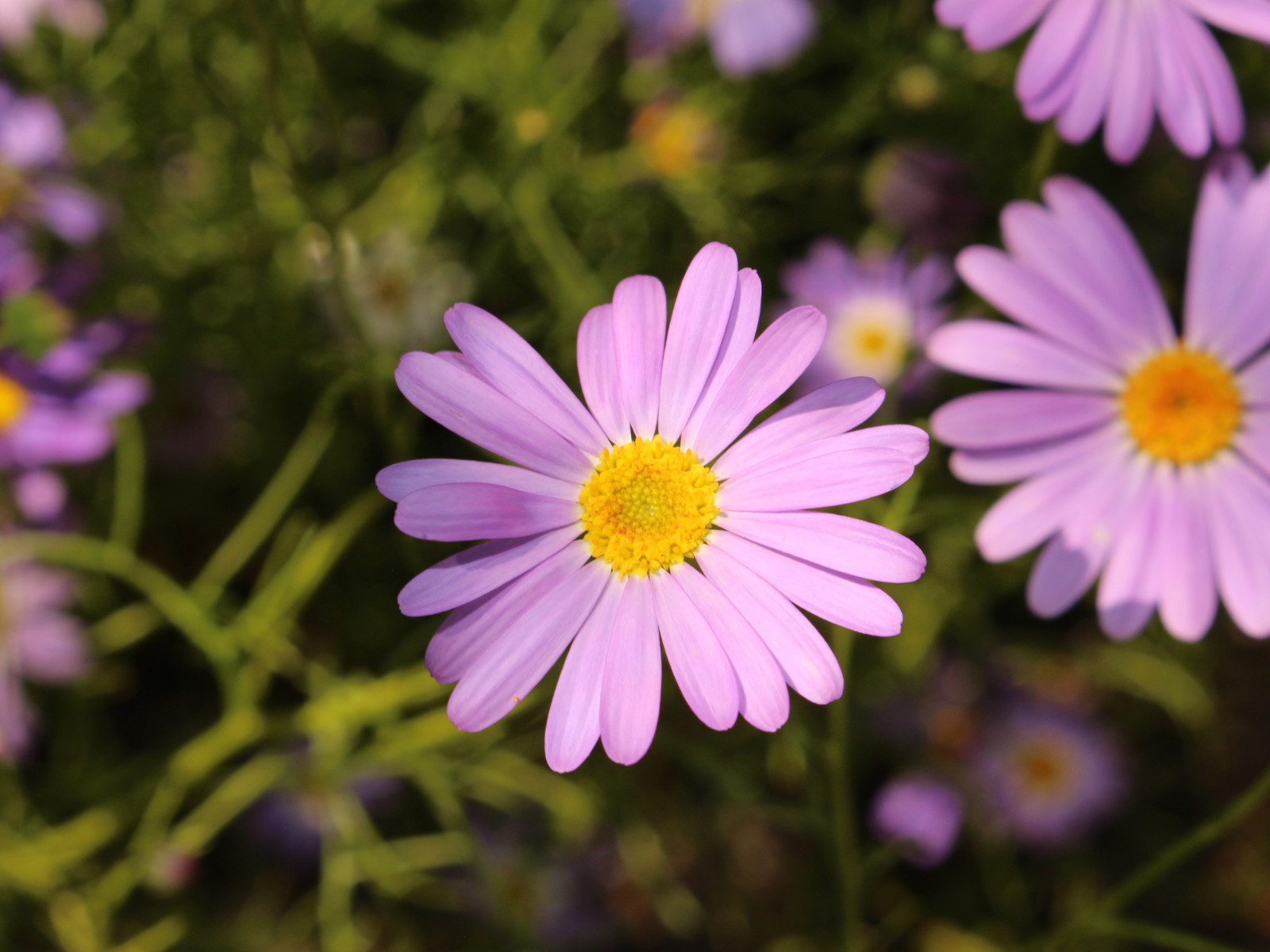 100 Seeds| Swan River Daisy Mix Seeds #N014