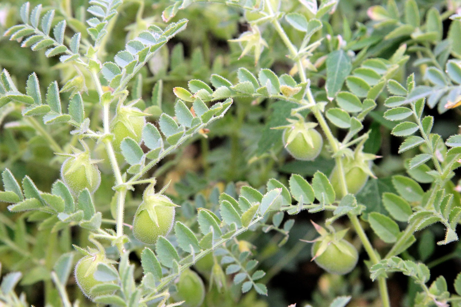 100 BLACK LENTIL Bush Lens Culinaris Vegetable Legume Sprouts Seeds