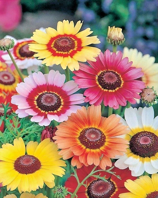 201+CHRYSANTHEMUM Painted Daisy Mix Seeds White Purple Red Yellow Patio/Garden