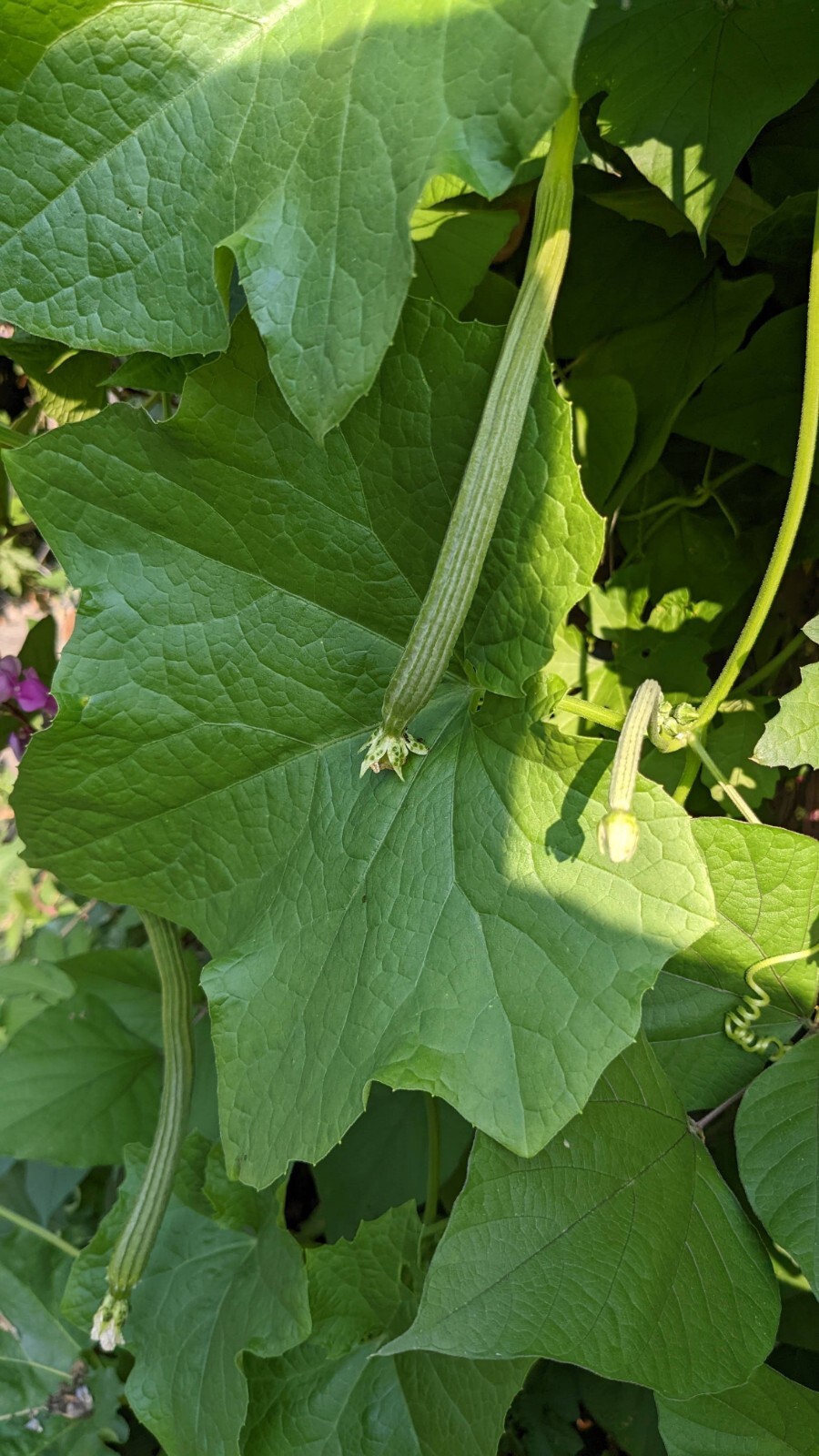 Ridged gourd | 10 seeds | Chinese Okra | Angled Luffa Gourd | Sigua | Sponge