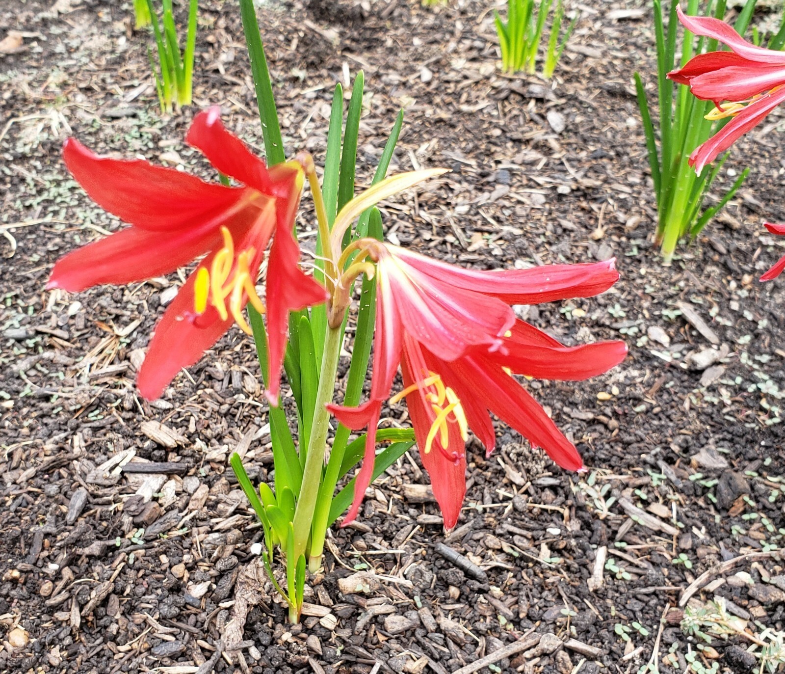 Oxblood Lily Bulbs Lilies Rain Schoolhouse Hurricane Rhodophiala bifida -3 bulbs