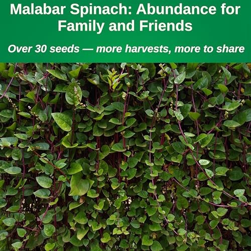 – Red Malabar Spinach Seeds for Planting, Heirloom Non-GMO Climbing Spinach,