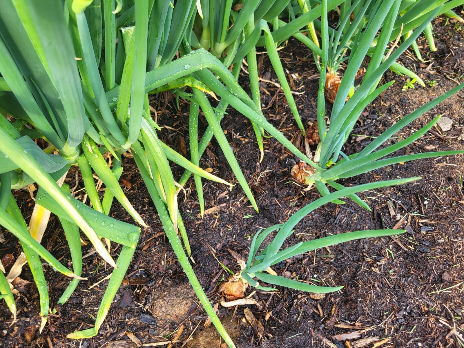 Egyptian Walking Onion, Two Large Bulbs, Perennial, Edible