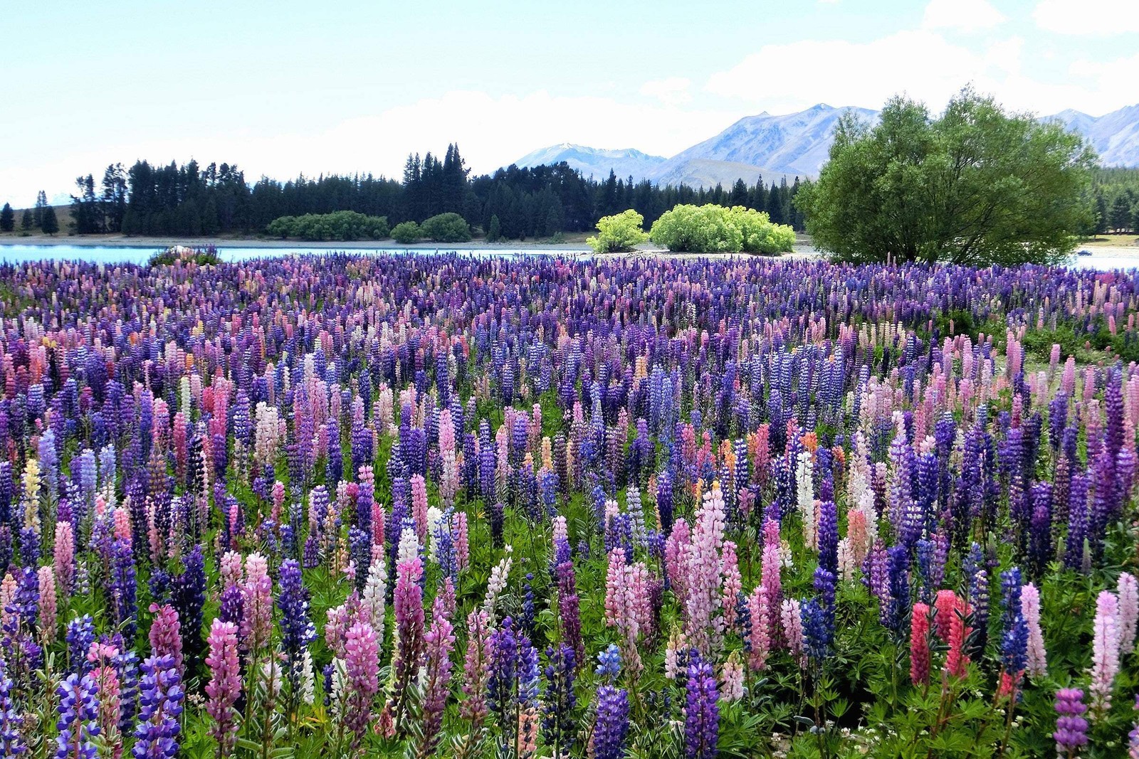 75 Mixed Colors RUSSELL LUPINE Bigleaf Lupinus Polyphyllus Flower Seeds