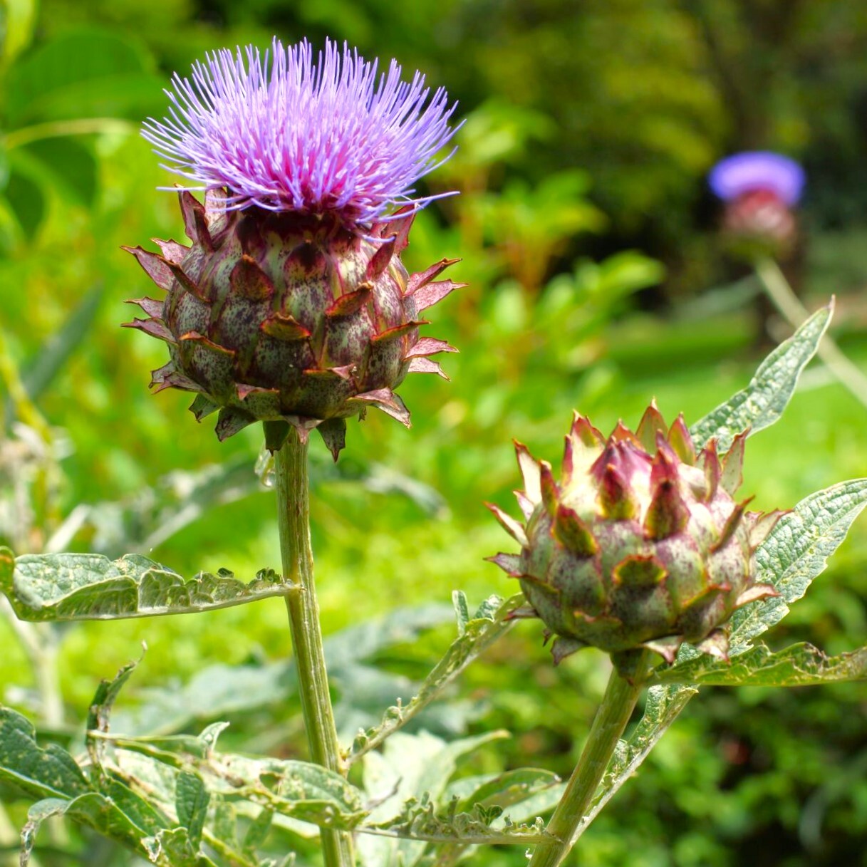Cardoon Seeds | Cardoni Cardone Cynara Thistle Artichoke Perennial Seed 2024