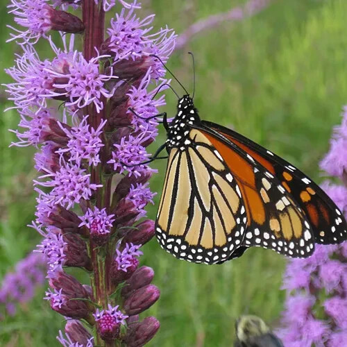 50 Liatris spicata SEEDS PURPLE BLAZING STAR FLOWER Cold Hardy-3 Butterfly Plant