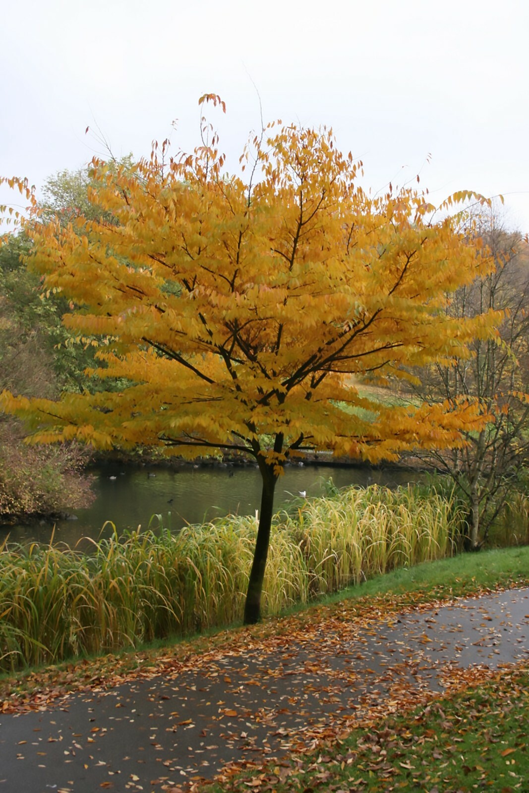 Japanese Zelkova, Zelkova serrata, Tree Seeds (Fast, Hardy, Fall Colors)