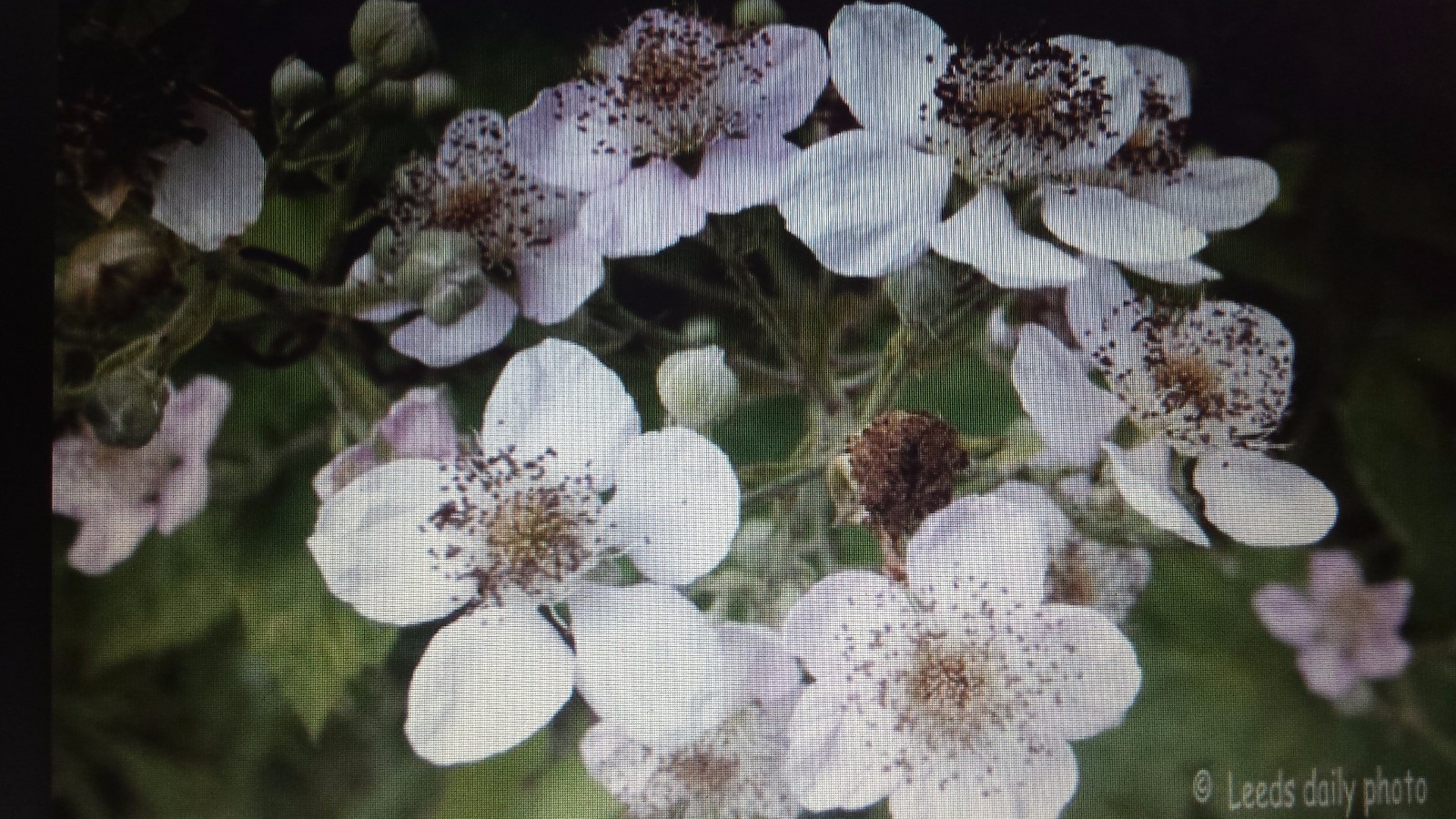  Blackberry vines. Delicious edible fruit for Jam, Syrup, or By handful. Spreads