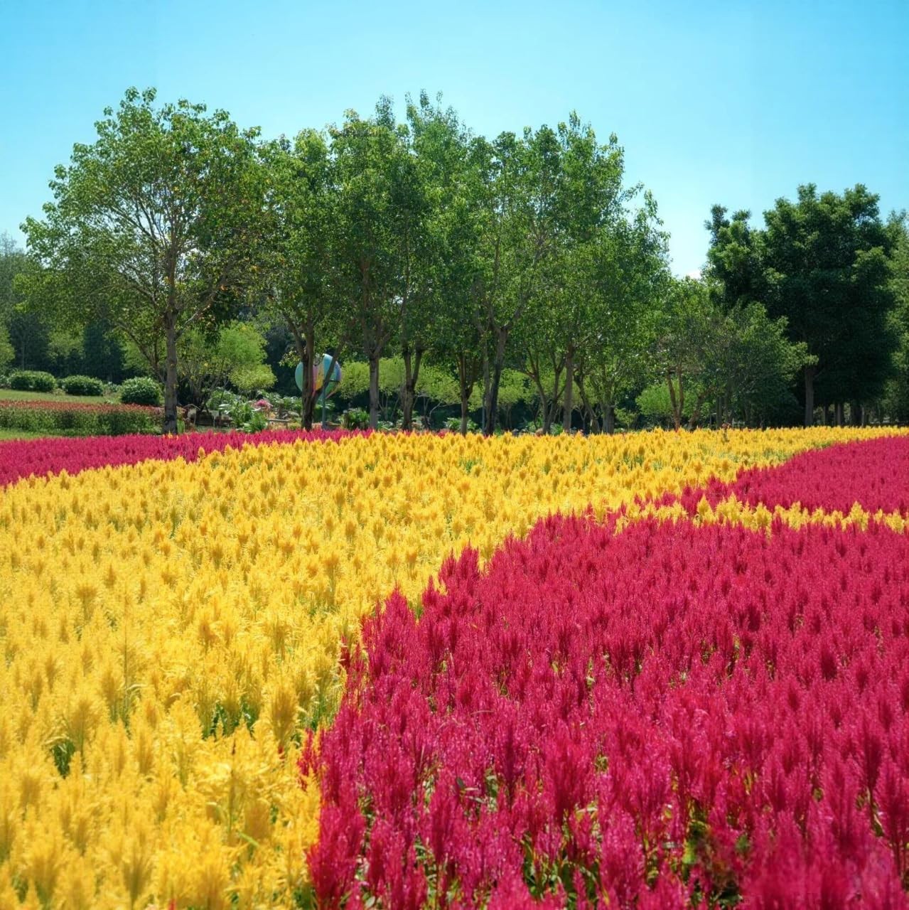 100 Plumed Celosia Seeds (Celosia plumosa) – Non-GMO Annual Heat & Drought To…