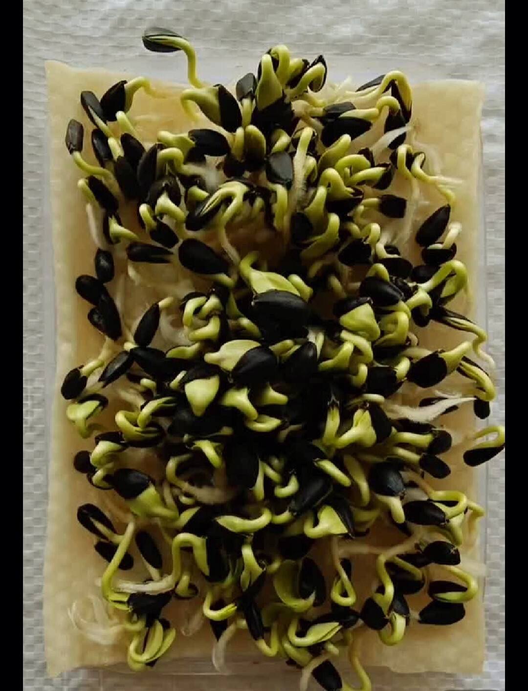 40 Seeds Colorful Sunflower Multi-head dense Sunflower seeds Non-GMO Individual