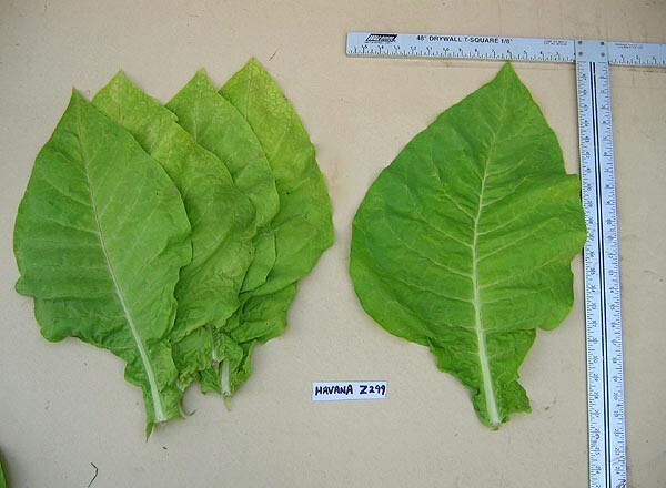 1000 Havaña Z299 Tobacco Seeds ~ Heirloom Non-GMO Nicotiana Tabacum Fast Growing
