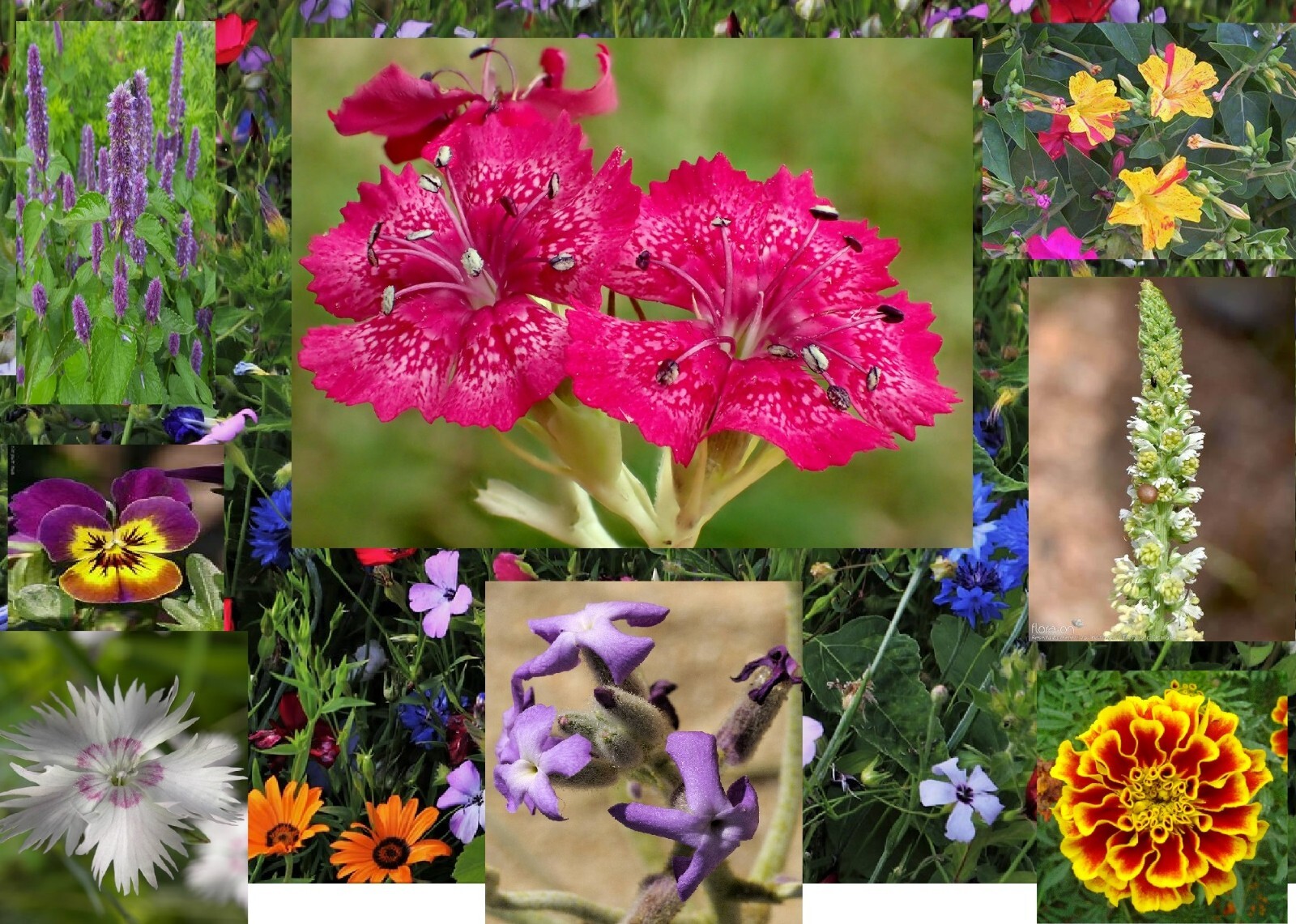 Aromatic Mix 15+ Highly Fragrant 300+ Fast Growing seeds Free Shipping!