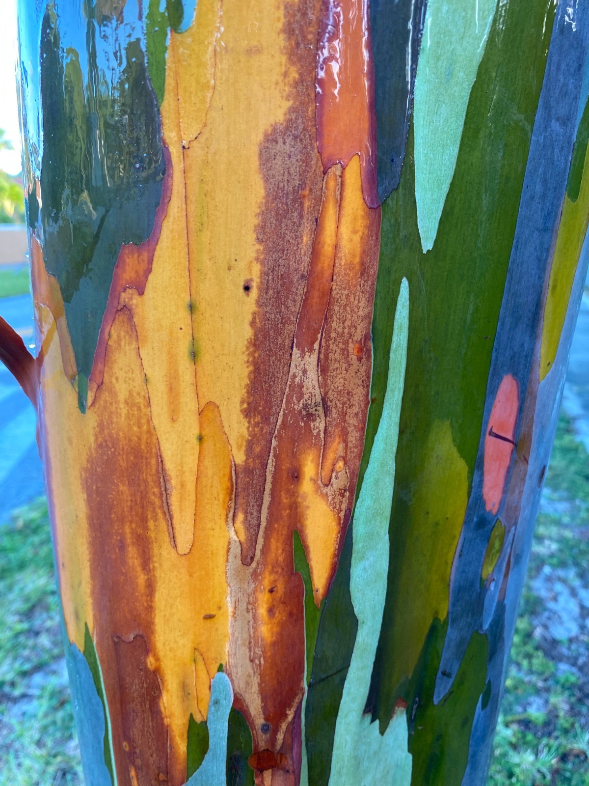 Rainbow Eucalyptus seeds