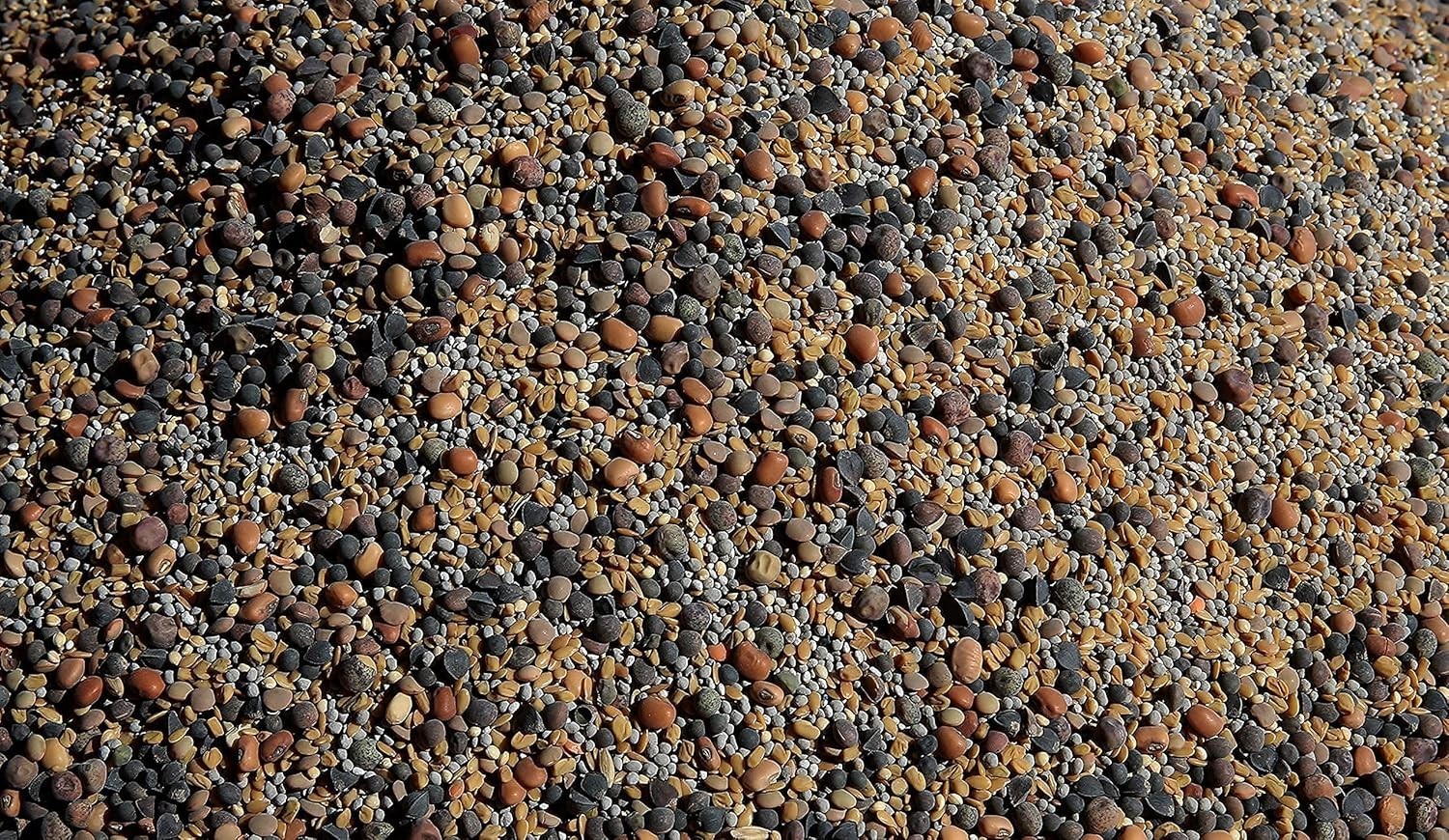 No-Till Cover Crop 13-Seed Mix ½-lb: [50% Clovers Plus Fenugreek, Vetch, Flax…